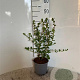 Escallonia 'Apple Blossom' 40-50 cm 2,0L