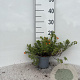 Potentilla f. Marian Red Robin 15-20 cm C1.3