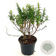 Escallonia 'Compacta Coccinea' 30-40 cm 2,0L