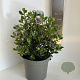 Escallonia 'Iveyi' 30-40 cm 5,0L