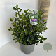 Escallonia 'Iveyi' 30-40 cm 5,0L