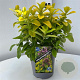 Escallonia laevis Pink Lemon 25-30 cm 2,0L