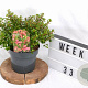 Escallonia 'Red Dream' 25-30 cm 3,0L