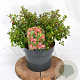 Escallonia 'Red Dream' 25-30 cm 3,0L