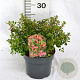 Escallonia 'Red Dream' 25-30 cm 3,0L