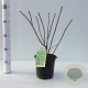 Euonymus alatus 30-40 cm 2,5L
