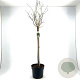 Euonymus europaeus 80 cm stam 10L bol