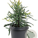 Sequoia s. 'Adpressa' 25-30 cm 3,5L