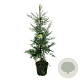 Sequoia s. 'Adpressa' 170-200 cm cont. 55L extra