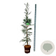 Sequoia s. 'Xeno' 175-200 cm 15L