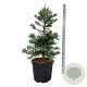 Sequoiadendron g. 'Glaucum' 100-125 cm cont. 55L extra