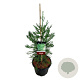 Sequoiadendron g. 'H. Mamm. Three' 80-100 cm 15L