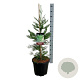 Sequoiadendron g. 'H. Mamm. Three' 80-100 cm 15L