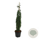 Sequoiadendron g. 'Pendulum' 150-175 cm cont. 55L extra