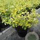 Euonymus fort. 'Emerald 'n' Gold' 20-25 cm C1.5