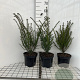 Taxus baccata 40-50 cm 3,0L