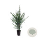 Taxus baccata 80-100 cm 4,0L