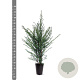 Taxus baccata 80-100 cm 4,0L