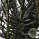 Taxus b. 'Black Tower' 40-50 cm 3,0L