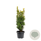 Taxus b. 'David' 40-50 cm 3,0L