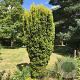 Taxus b. 'David' 40-50 cm 3,0L