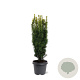 Taxus b. 'David' 50-60 cm 3,0L