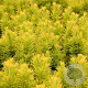 Taxus b. 'David' 50-60 cm 3,0L