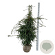 Taxus b. 'Dovastoniana' 140-160 cm met kluit extra