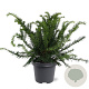 Taxus b. 'Repandens' 30-40 cm 5,0L