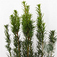 Taxus media 'Hicksii' 40-50 cm 3,0L