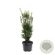 Taxus media 'Hicksii' 40-50 cm 3,0L