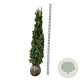 Thuja occ. 'Degroot's Spire' 160-180 cm met kluit extra