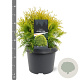 Thuja occ. 'Golden Globe' 25-30 cm 3,5L