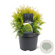 Thuja occ. 'Golden Globe' 25-30 cm 3,5L