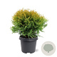 Thuja occ. 'Golden Globe' 30-40 cm 5,0L