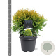 Thuja occ. 'Golden Globe' 30-40 cm 5,0L