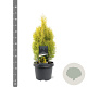 Thuja occ. Golden Smaragd 30-40 cm 3,0L