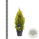Thuja occ. Golden Smaragd 60-80 cm 5,0L