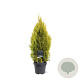 Thuja occ. Golden Smaragd 60-80 cm 5,0L