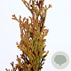 Thuja occ. Golden Smaragd 60-80 cm 5,0L