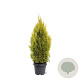 Thuja occ. Golden Smaragd 60-80 cm 5,0L