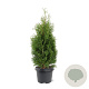 Thuja occ. 'Holmstrup' 40-50 cm 3,0L