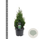 Thuja occ. 'Hurricane' 40-50 cm 3,0L