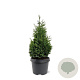 Thuja occ. 'Hurricane' 40-50 cm 3,0L
