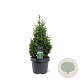 Thuja occ. 'Hurricane' 40-50 cm 3,0L