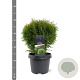 Thuja occ. 'Little Giant' 25-30 cm 3,5L
