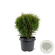 Thuja occ. 'Little Giant' 25-30 cm 3,5L
