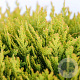 Thuja occ. 'Mirjam' 25-30 cm 3,5L