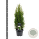 Thuja occ. 'Smaragd' 50-60 cm 3,0L