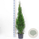 Thuja occ. 'Smaragd' 100-125 cm 7,5L